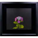高松秀和「紫陽花」油彩+油彩44.5 × 52.5 cm