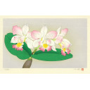 中島千波「花の瞬間より『カトレア ‒ 2月』」木版画