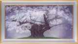 中島千波「樹霊淡墨桜」木版画