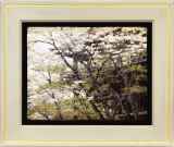 寺社作品（桜を描いた作品） :: 絵画買取・販売 - シバヤマ