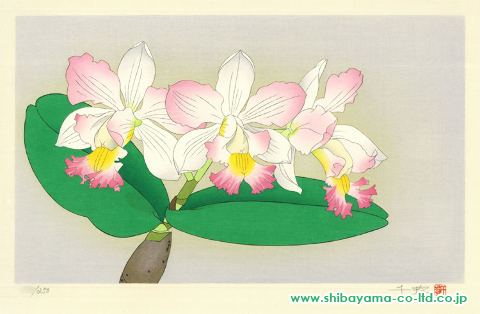 中島千波「花の瞬間より『カトレア ‒ 2月』」木版画