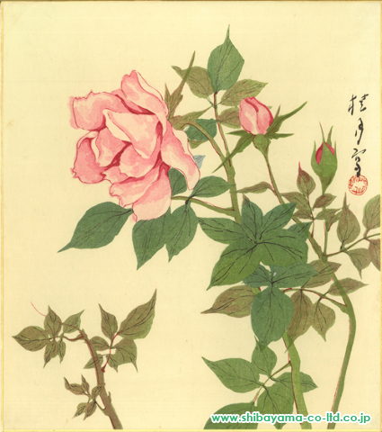 松林桂月「薔薇」木版画 色紙