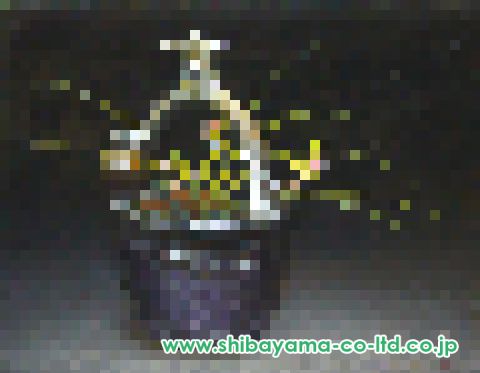 油絵(柳) 楽天市場】絵画 萩谷巌 油絵・油彩画 『カスバへの道