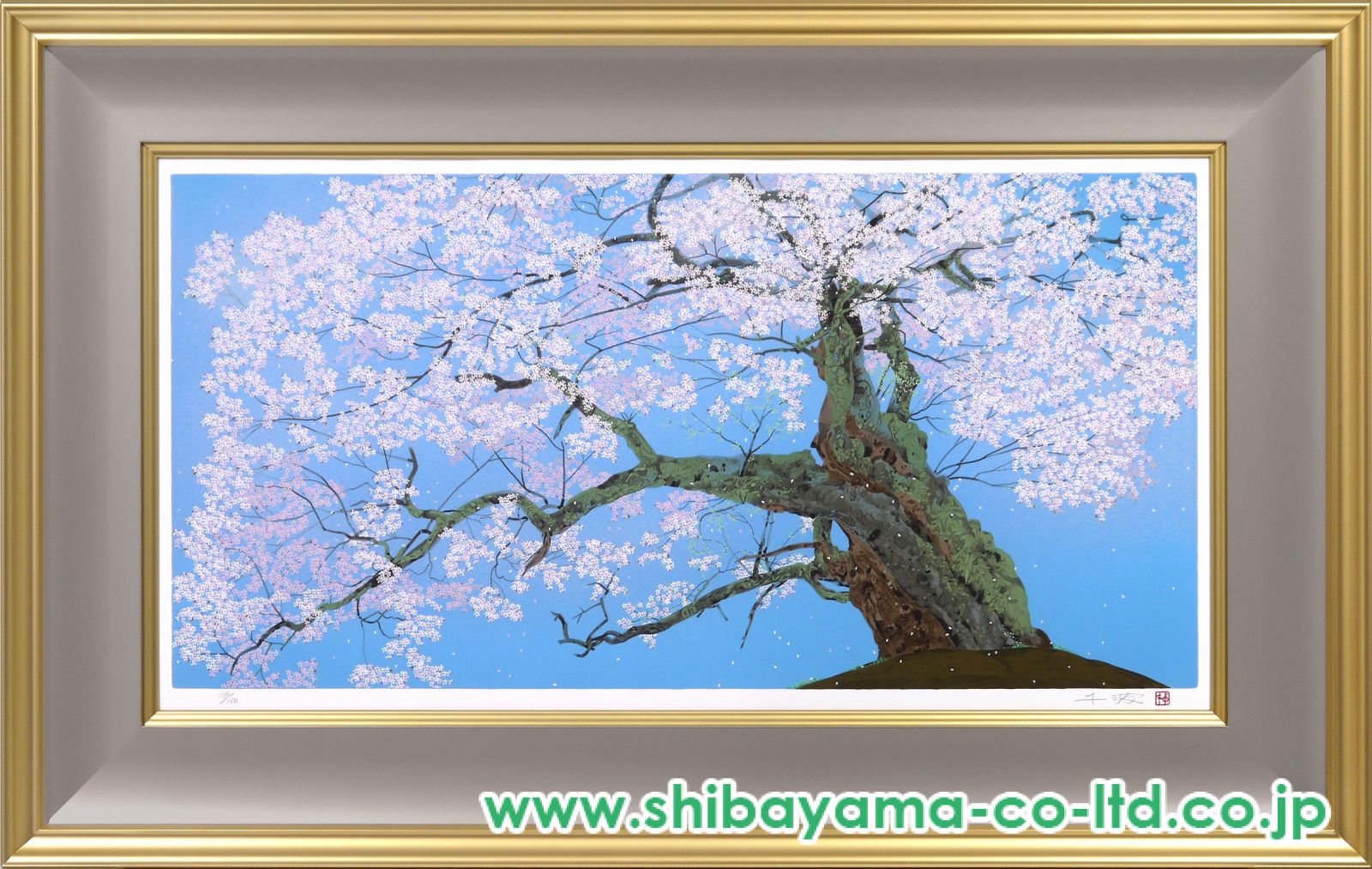 美品！中島千波 岩絵具方式複製画 シルクスクリーン　山高神代桜　1000部限定 中島千波 『千歳櫻』 岩絵具方式 複製日本画 絵画 桜 春 名画