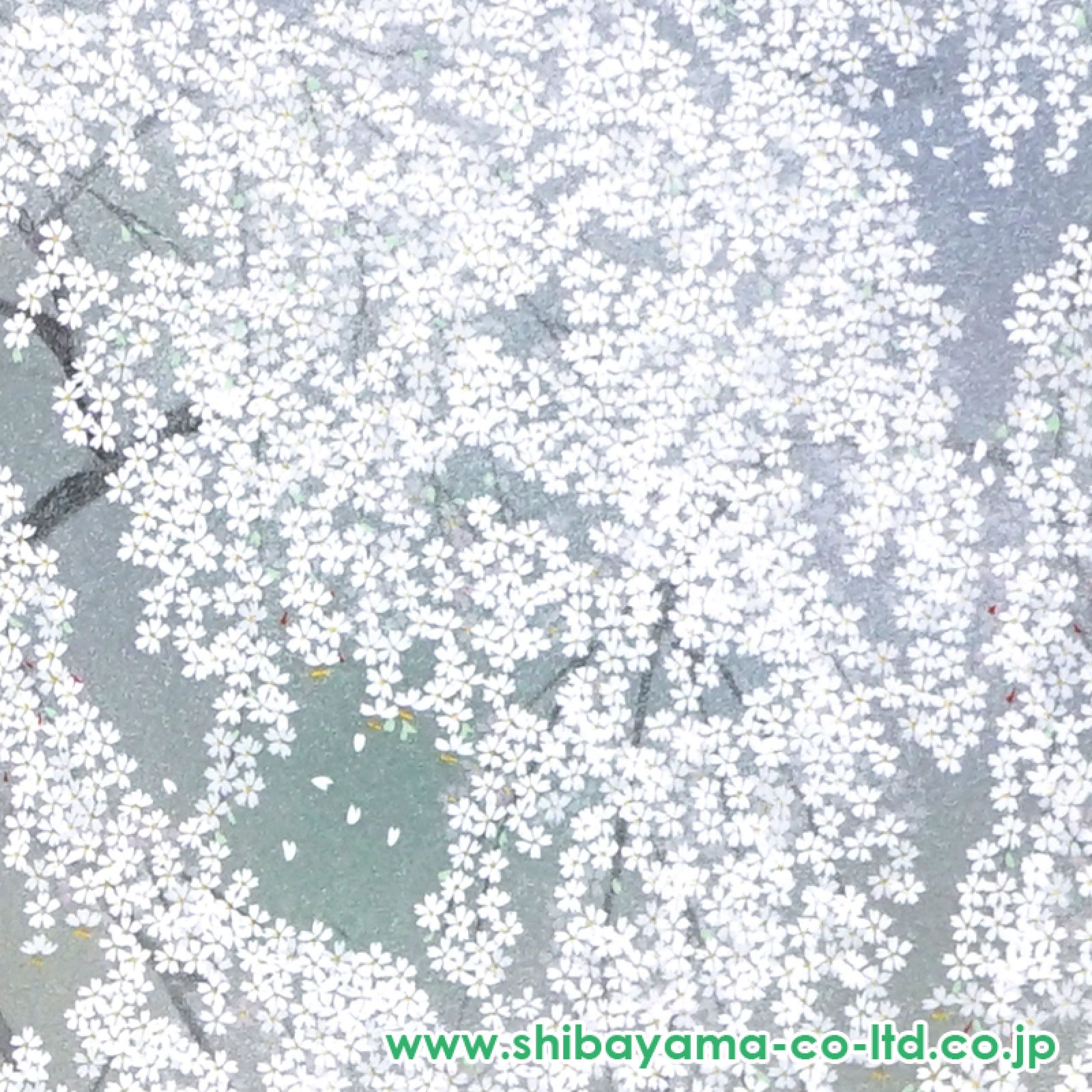 中島千波「高台寺の枝垂桜」 中島千波 高台寺の枝垂桜