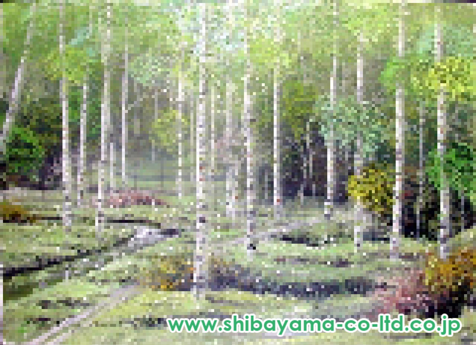 早瀬遼「白樺林」油彩 :: 絵画買取・販売 - シバヤマ